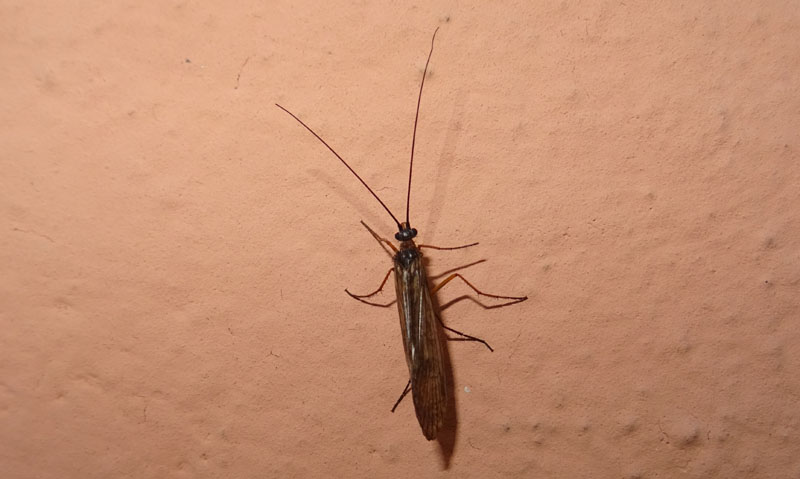 Limnephilidae: cfr. Melampophylax sp. di Pomarolo (TN)